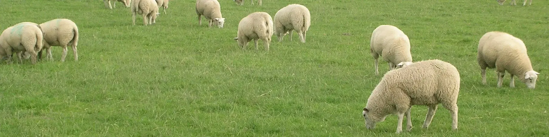 Schafe der Schäferei Bährs weiden auf saftigen Weiden in Dithmarschen in Schleswig-Holstein.