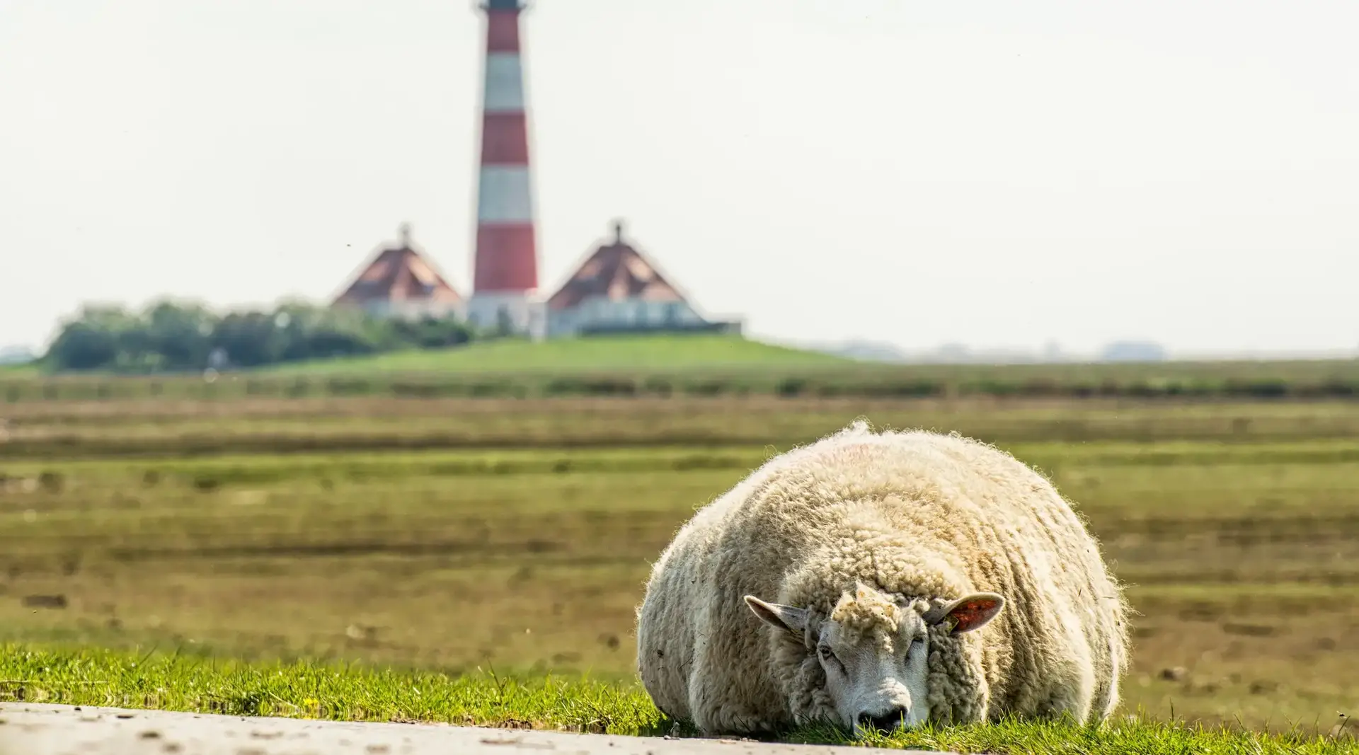 Leuchtturm Westerheversand – Bauernhofurlaub Nordsee - © Andreas, AdobeStock Ein Schaf liegt dösend im Vordergrund, dahinter steht der Leuchtturm Westerheversand an der Nordsee.