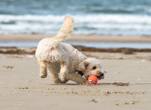 im Urlaub mit Hund an der Nordsee am Strand spazieren gehen