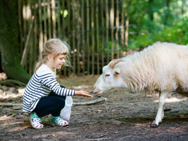 Idylle pur: Camping auf dem Bauernhof für Groß und Klein ein Erlebnis - © Irina Schmidt, adobe stock Hautnah dabei: Ein Kind füttert ein weißes Schaf – unvergessliches Bauernhoferlebnis im Urlaub für die ganze Familie.
