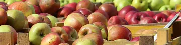 Apfelernte auf dem Obsthof - © Pixabay.com, Ulrike Mai