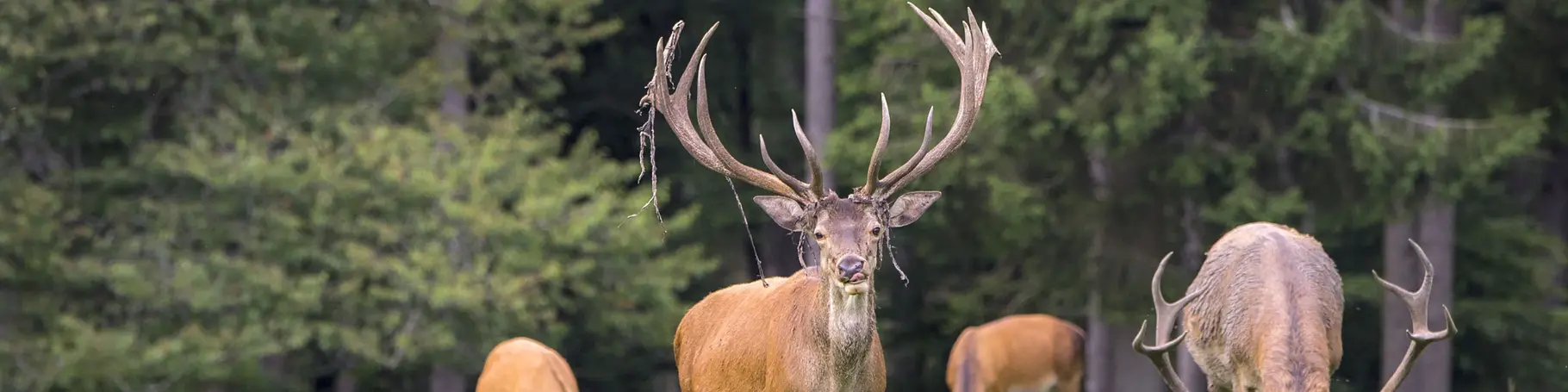 im Urlaub auf dem Bauernhof in Siegen-Wiggenstein ein Wildgehege besuchen