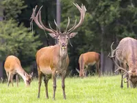 Wildgehege in Siegen-Wittgenstein - © Kreis Siegen-Wittgenstein, Klaus-Peter Kappest im Urlaub auf dem Bauernhof in Siegen-Wiggenstein ein Wildgehege besuchen