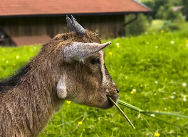 im Urlaub auf dem Bauernhof am Chiemsee Ziegen füttern und streicheln