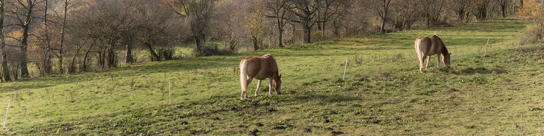 Bauernhofurlaub im Vulkangebiet Vogelsberg