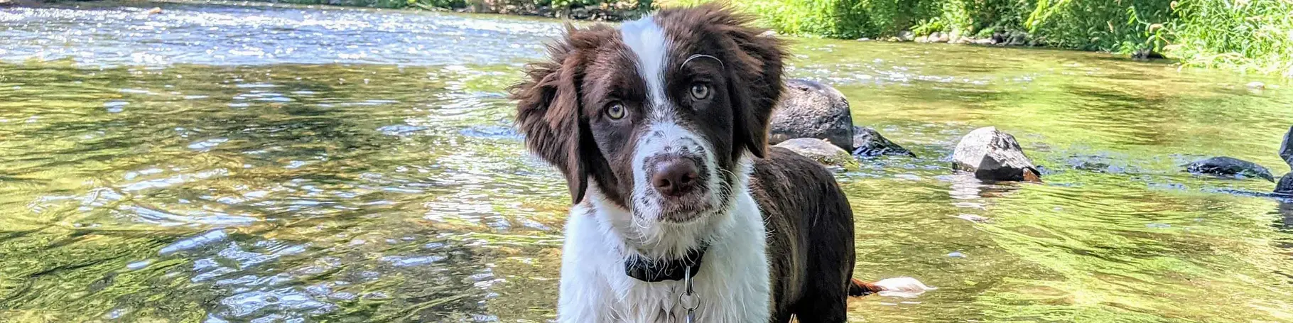 im Hundeurlaub in Flüssen und Bächen toben