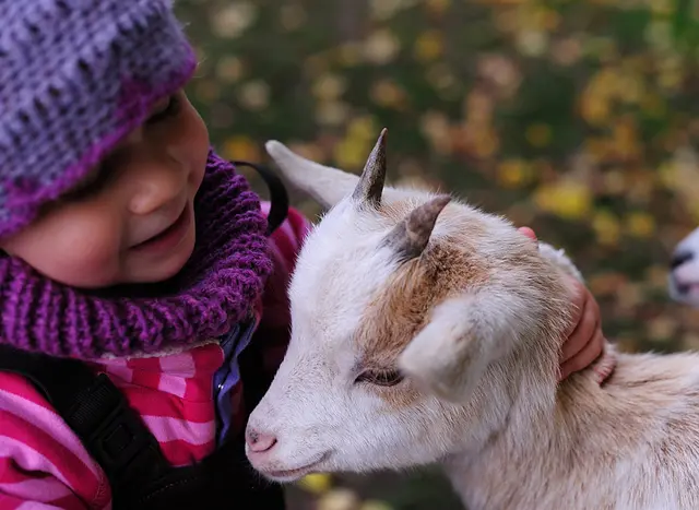 im Urlaub auf dem Kinderhof in Schleswig-Holstein den Umgang mit Tieren entdecken