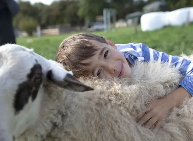 im Urlaub auf dem Bauernhof in Schleswig-Holstein mit den Schafen und Lämmern kuscheln