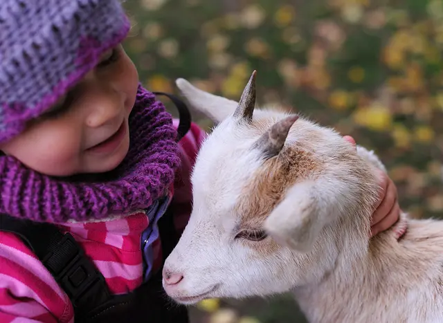 im Urlaub auf dem Bauernhof in Schleswig-Holstein entdecken Kinder die Streicheltiere