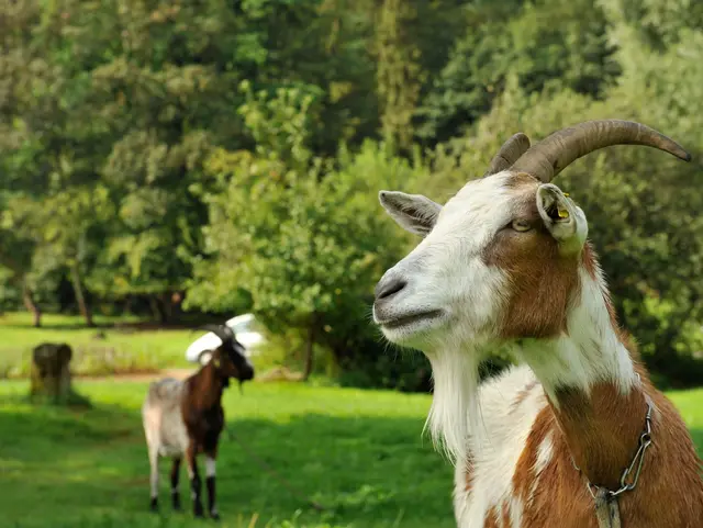 zwei Ziegen auf Feld im Sonnenschein