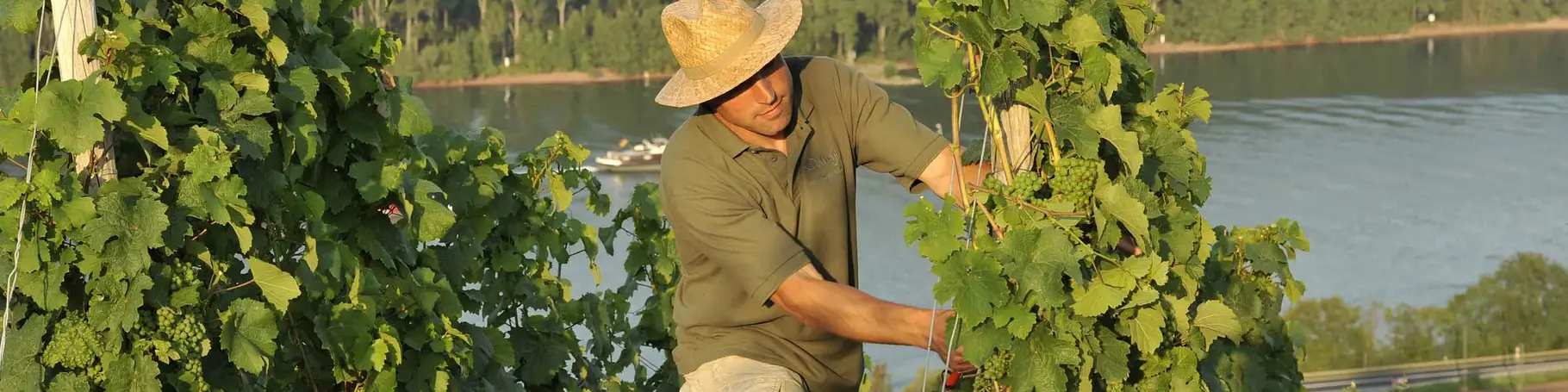 im Urlaub auf dem Weingut am Rhein dem Winzer in den Weinbergen helfen