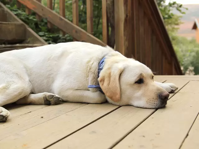 Urlaub mit Hund im Ferienhaus mit Garten