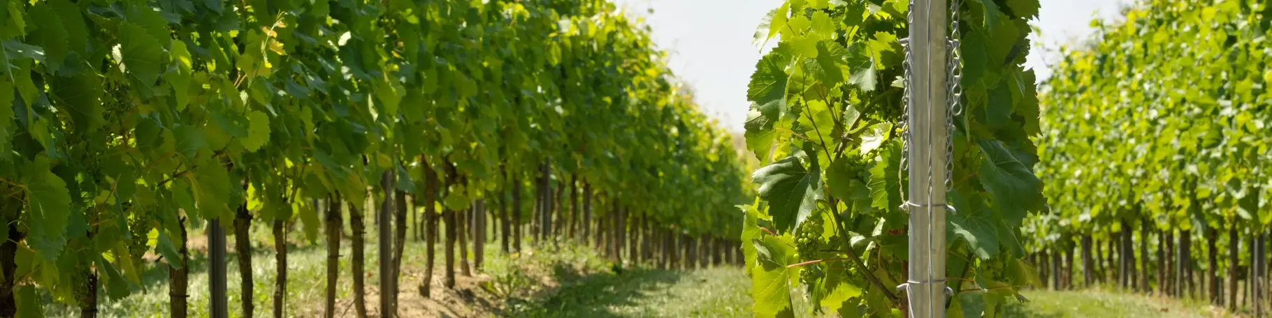 Rebstöcke auf dem Winzerhof Dätwyl in Rheinhessen