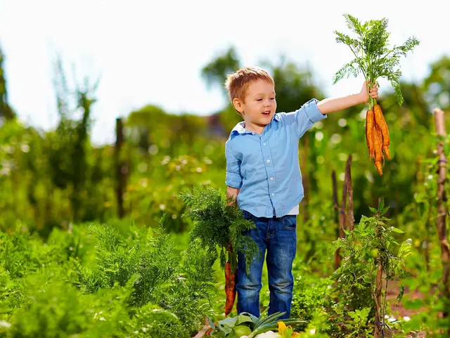 im Urlaub auf dem Bauernhof helfen Kinder bei der Ernte von frischem Gemüse