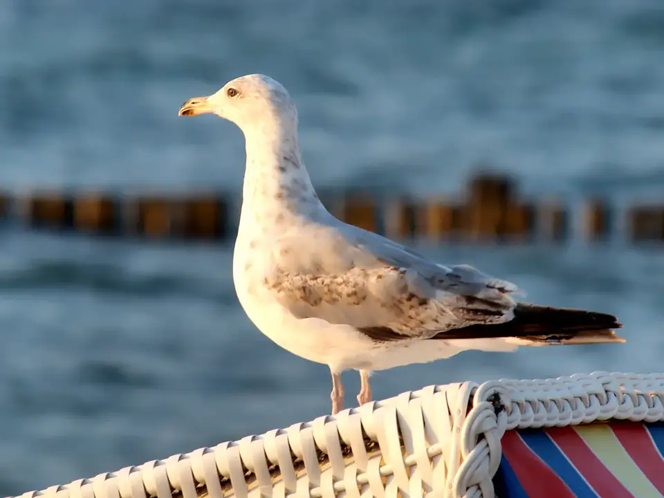 Möwe auf dem Strandkorb an der Ostsee - © Pixabay.com, Lolame im Urlaub an der Ostsee Möwen am Strand beobachten