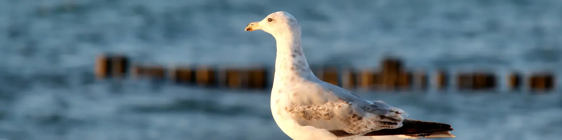 im Urlaub an der Ostsee Möwen am Strand beobachten