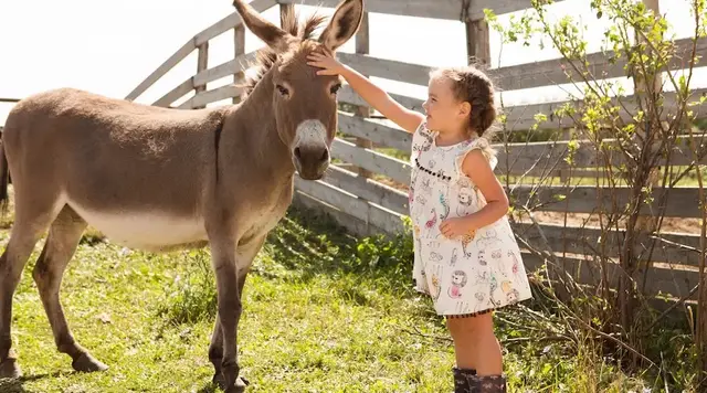 Mädchen streichelt Esel – Urlaub auf dem Land - © ulza, adobe stock Ein Mädchen streichelt einen Esel auf einer Koppel mit Holzzaun im Hintergrund während eines Urlaubs auf dem Land.