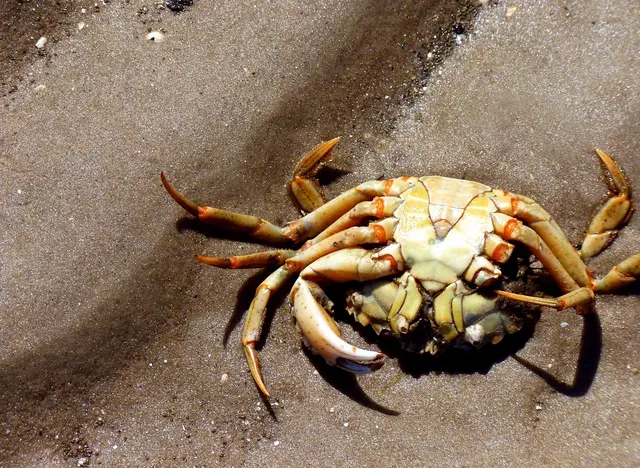 im Urlaub am Wasser bei einer Wattwanderung teilnehmen und Krebse entdecken