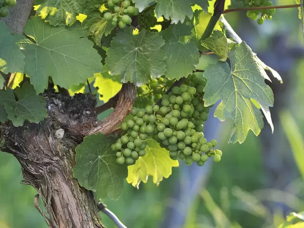 Trauben an der Weinrebe - © Landsichten.de, Susanne Mölle im Urlaub am Weingut im Taubertal eine Weinbergwanderung mit dem Winzer machen