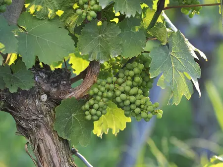 im Urlaub am Weingut im Taubertal eine Weinbergwanderung mit dem Winzer machen