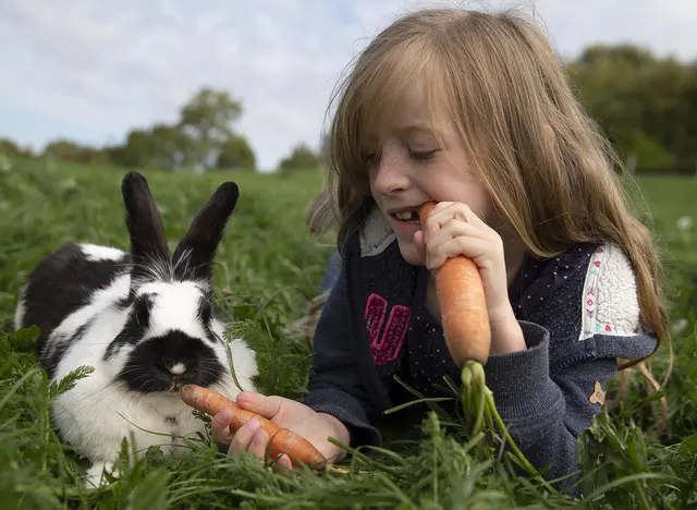 im Familienurlaub auf dem Bauernhof in Schleswig-Holstein Kaninchen streicheln und füttern