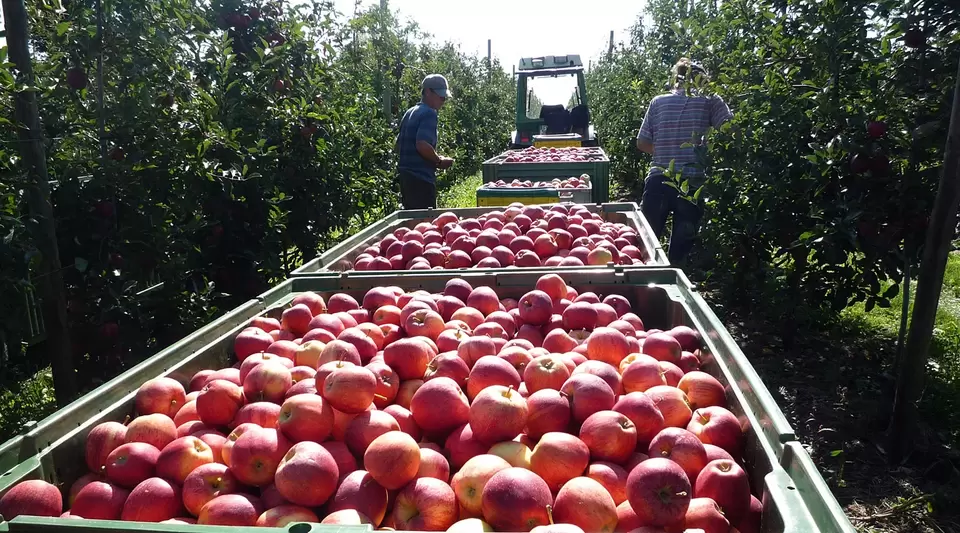 Bei einem Urlaub auf dem Obsthof können Gäste bei der Obsternte helfen und selbst geerntetes Obst und Gemüse auf dem Bauernhof einkaufen.