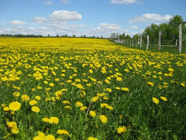 Leuchtende Löwenzahnfelder sind in Mecklenburg-Vorpommern vielfach zu finden. Sie laden zu einem Picknick ein.