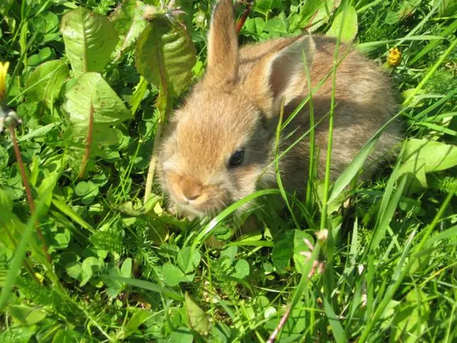 Der Hase im Grünen wartet auf die Urlaubsgäste.