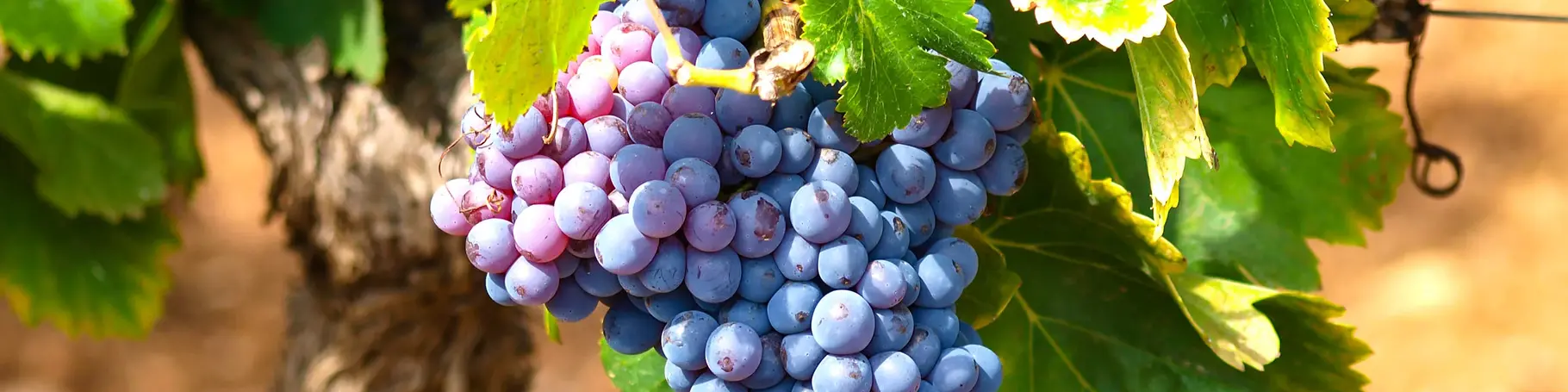 Urlaub auf dem Weingut - reife Trauben an den Weinreben vor der Weinlese