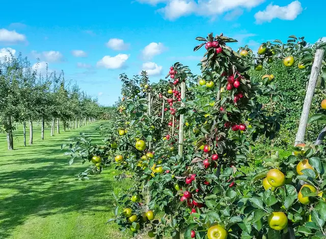 im Urlaub am Bodensee durch die Streuobstwiesen spazieren