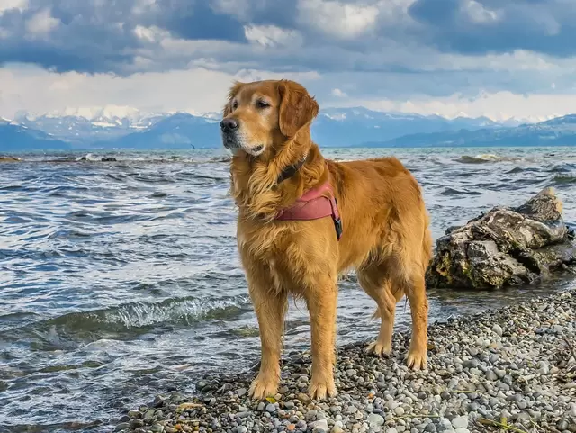 im Urlaub mit Hund am Bodensee wandern und den Ausblick genießen