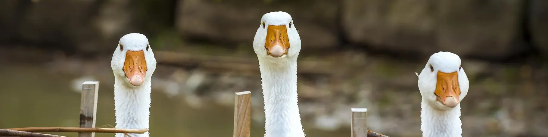 im Urlaub auf dem Bauernhof in Thüringen Gänse füttern