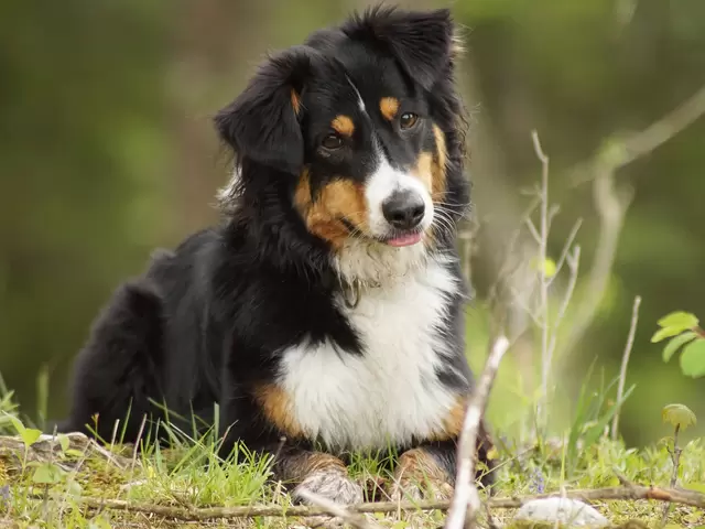 Urlaub mit Hund - Beim Spaziergang mit Hund die Wälder erkunden