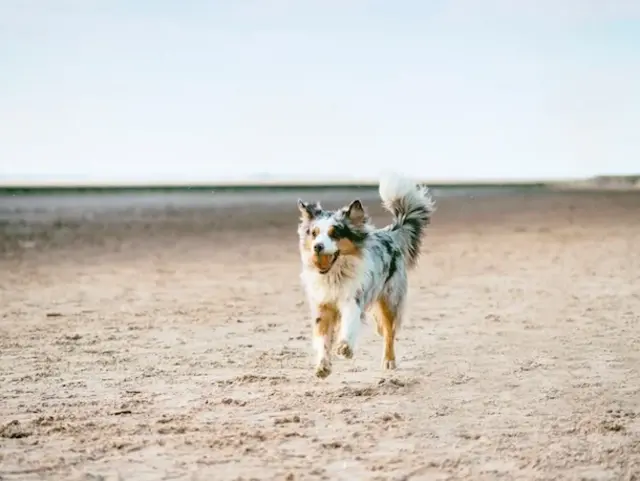 Rennender Australian Shepherd am Strand