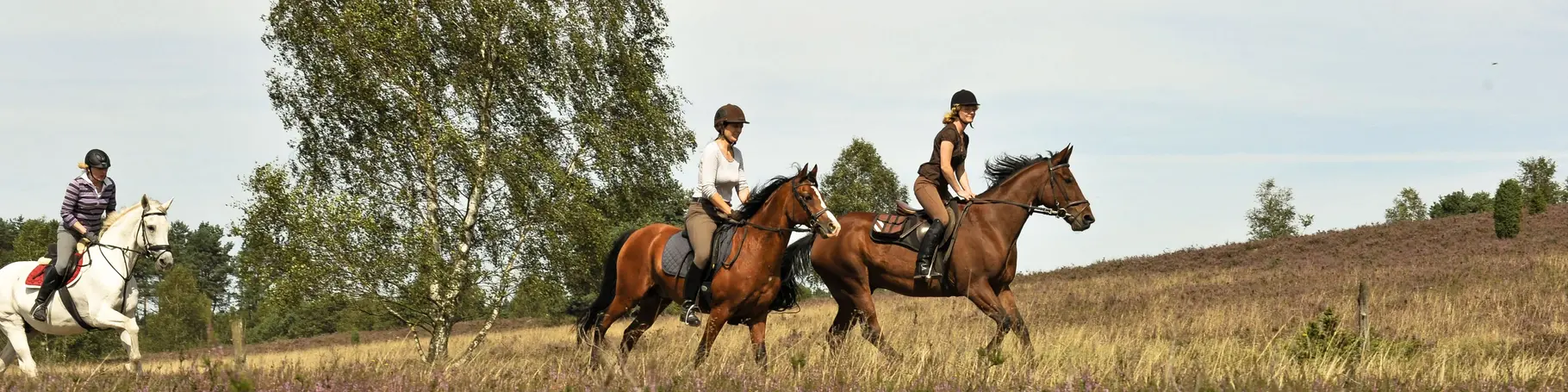 Ausritt durch dir Heide auf dem Pferd