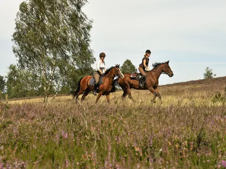 Ausritt durch dir Heide auf dem Pferd