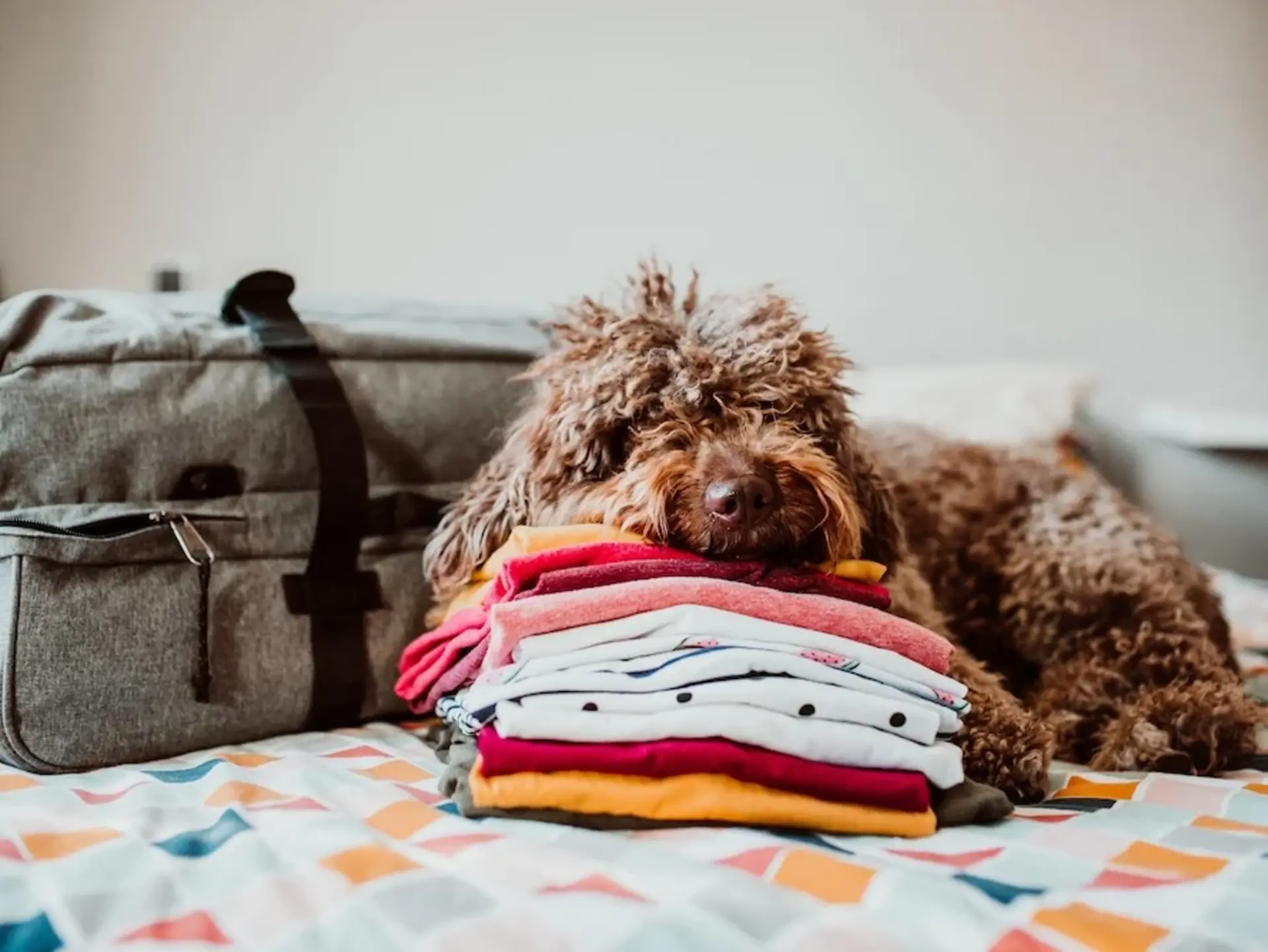 Bereit für den Landurlaub – auch der Vierbeiner freut sich schon auf Landurlaub in der Ferienwohnung - © lubero, adobe stock Ein kleiner Pudel liegt entspannt auf einem Bett, den Kopf auf einem Stapel T-Shirts, während im Hintergrund ein gepackter Koffer auf den Urlaub in der Ferienwohnung auf dem Land hinweist.