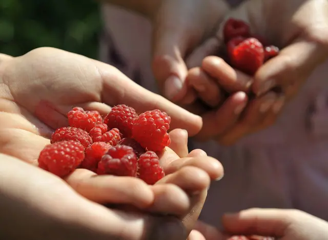 im Urlaub auf dem Kinderbauernhof bei Gartenarbeit mithelfen und naschen