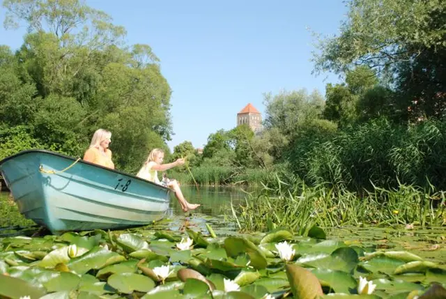 Es scheint, die Seerosen blühen nur um das Lächeln der Sonne zu untermalen.&nbsp;