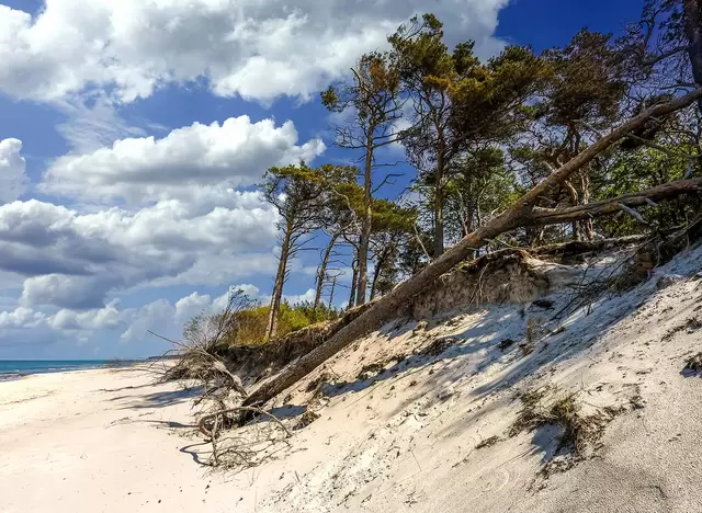 im Urlaub Fischland-Darß-Zingst entdecken und am Strand die umgestürzten Bäume bestaunen