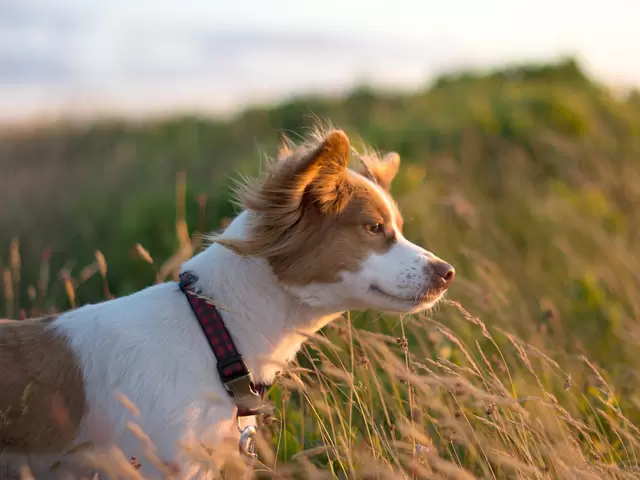 Urlaub mit Hund - Beim Strandspaziergang mit Hund den Wind um die Nase wehen lassen