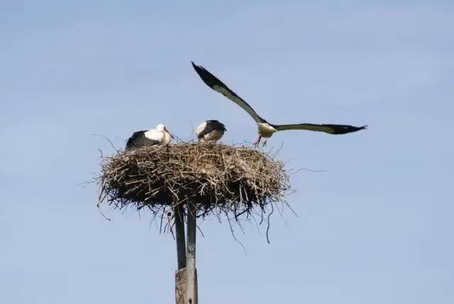 Storche sind soziale Tiere und wechseln sich beim Brüten und Füttern ab.