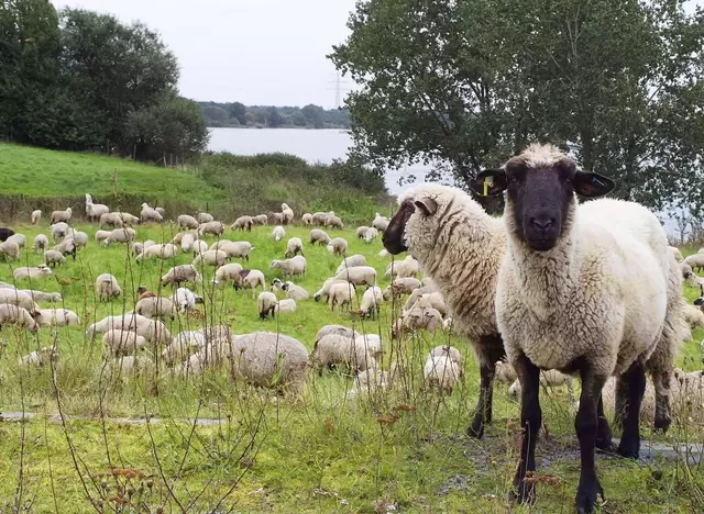 im Urlaub auf dem Bauernhof am Niederrhein Schafe am Rheinufer beobachten