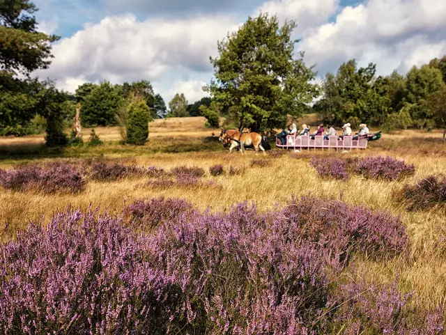 Kutschfahrt durch die Lüneburger Heide - © AdobeStock - Ingo Bartussek Ein Zweispanner zieht eine lange Kutsche mit bis zu 20 Personen durch die lüneburger Heide.