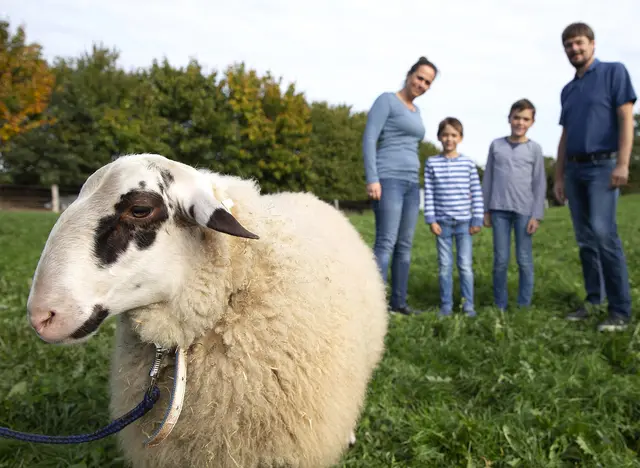 im Urlaub auf dem Bauernhof in Schleswig-Holstein Hoftiere streicheln und füttern