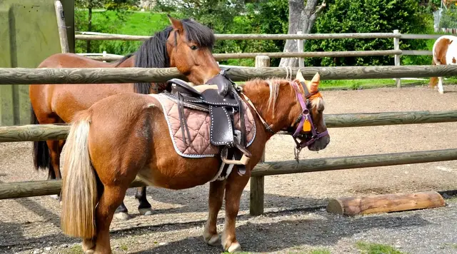 Aufgesatteltes Pony am Zaun – Reiterferien auf Fehmarn Ein aufgesatteltes Pony steht am Zaun nahe bei einem anderen Pony auf Fehmarn.