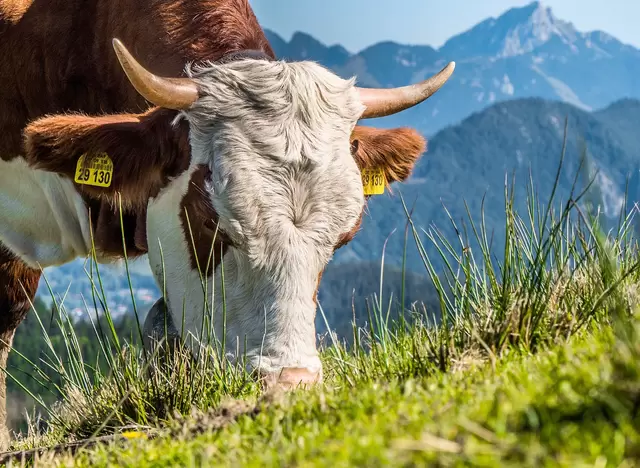 im Urlaub auf dem Bauernhof im Allgäu beim Wandern Kühe auf der Alm beobachten