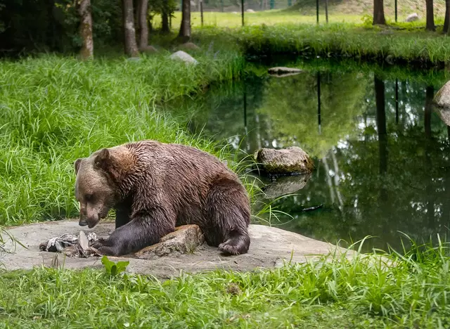 im Urlaub mit Kindern die Mecklenburgische Seenplatte entdecken und den Bärenwald Müritz in Plau am See besuchen