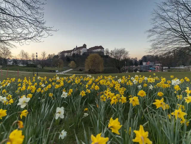 Blick auf das thronende Schloss Iburg in Niedersachsen von einer blühenden Frühjahrswiese aus