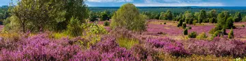 Lüneburger Heide Ferienhäuser: Die Lüneburger Heide in voller Blüte - © peacock-pictures, AdobeStock Die Lüneburger Heide in voller Blüte mit lila Heideblüten